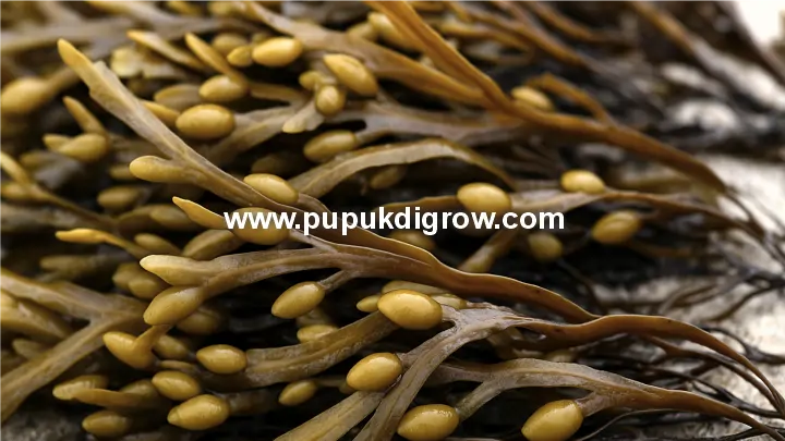 Bahan Baku DIGROW dari Rumput Laut Ascophyllum Nodosum