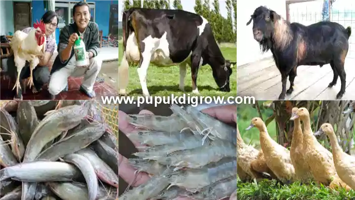 Pupuk Organik DIGROW - Untuk Suplemen Ternak Unggas Ikan dan Udang 720 x 405